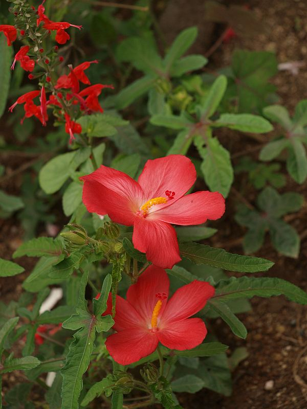 P9238093