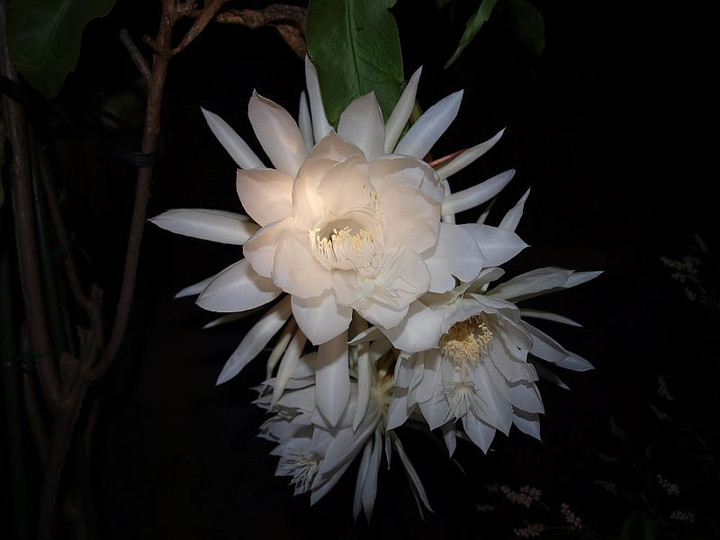 P92784313