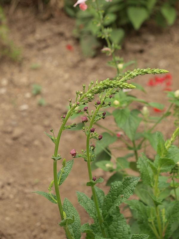P92985280