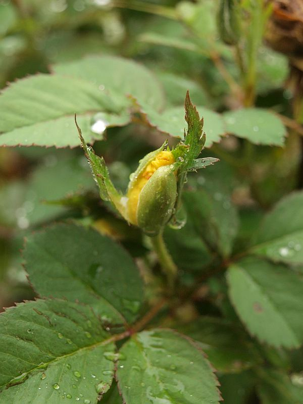 P9308580