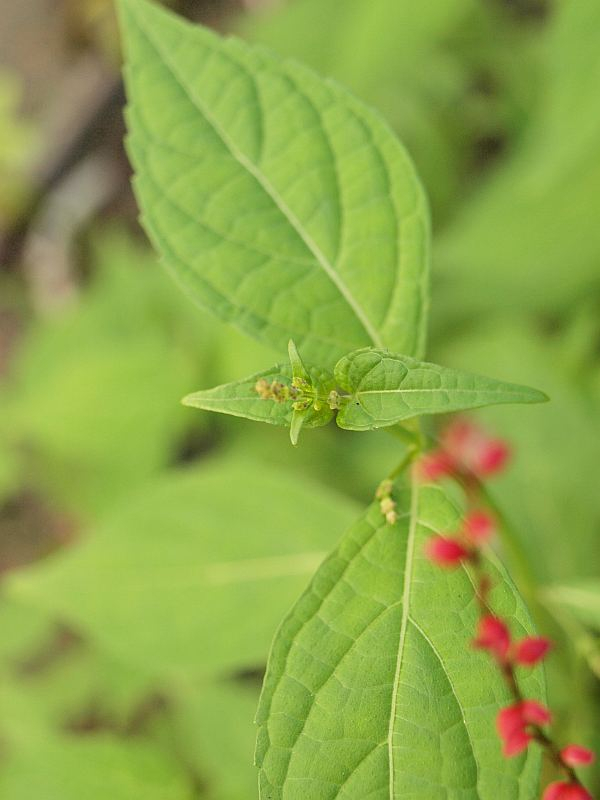Pa048823
