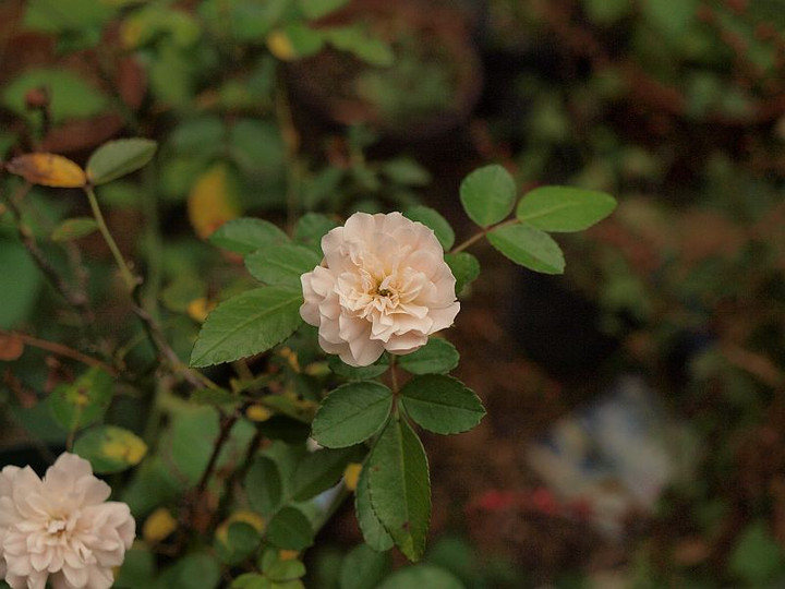 Pa149579gurinnaisu
