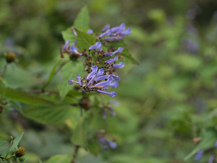 Pa200055akityouji_koi