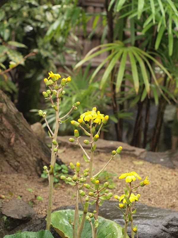 Pb050779
