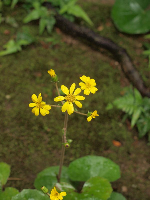 Pb050780