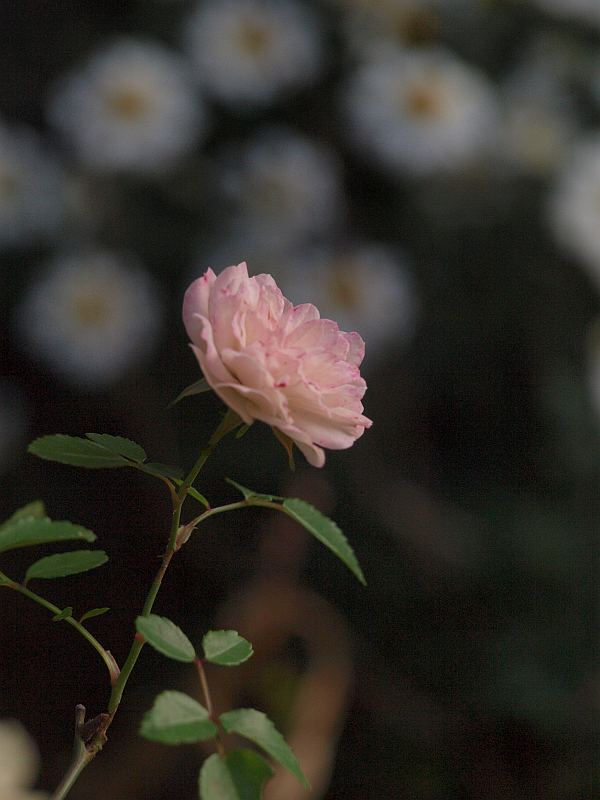 Pb151302