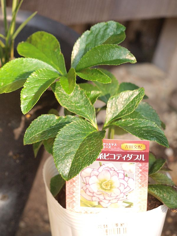 庭の四季を綴る : クリスマスローズの花芽