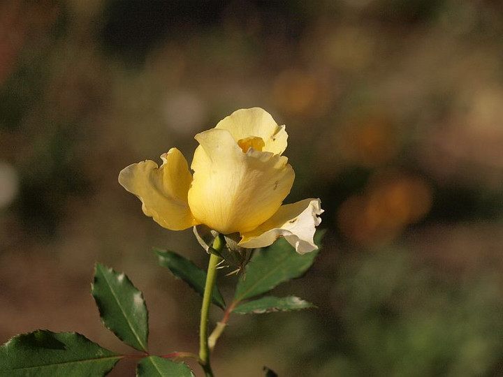Pc032203