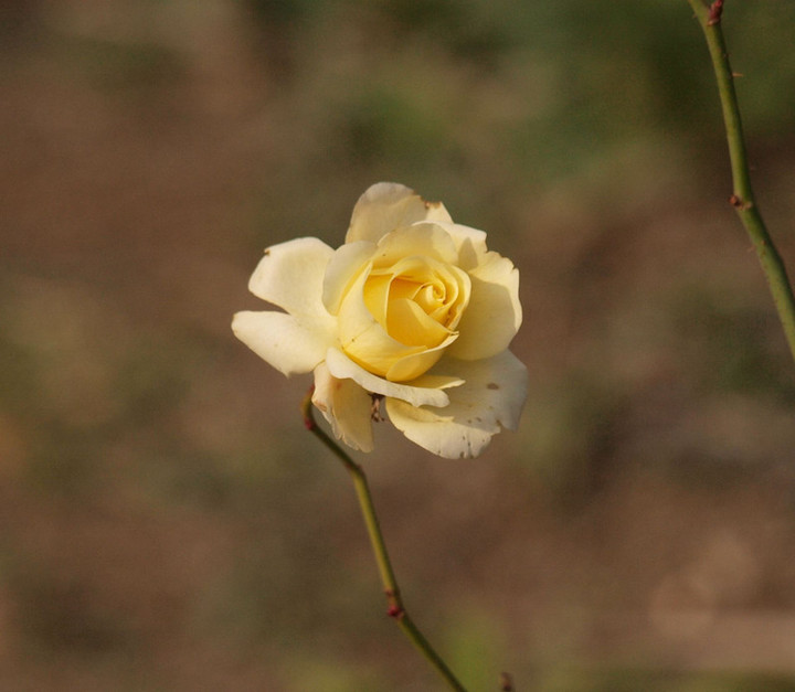 P1013083