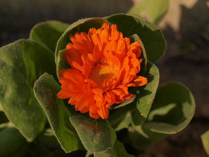 P1093376