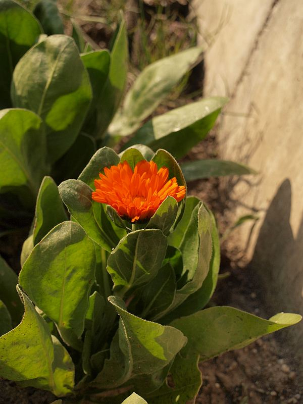 P1093377