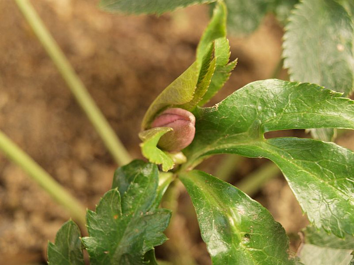 P1103382