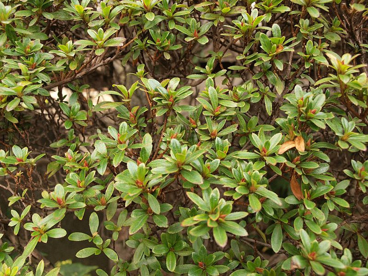 P1263966