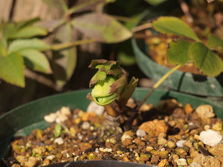 P2094741
