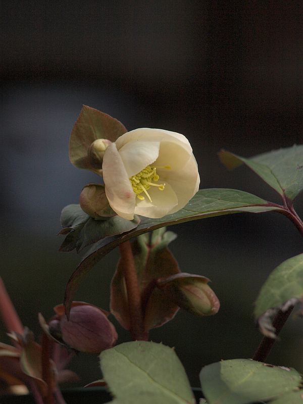 P2205744