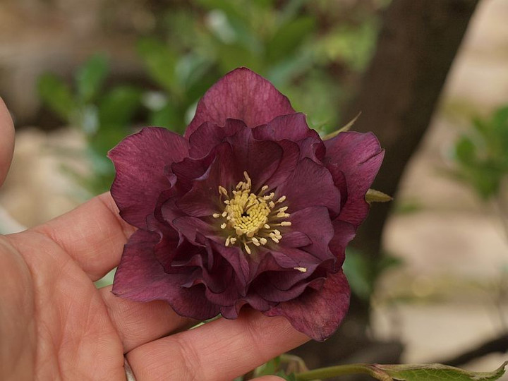P3036307