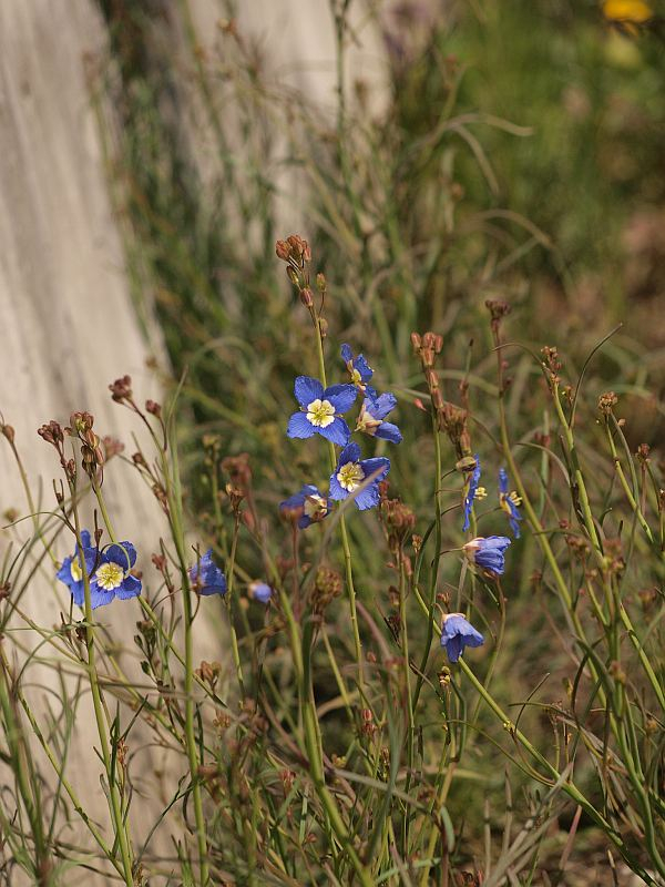 P3036332