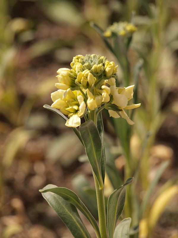 P3036333