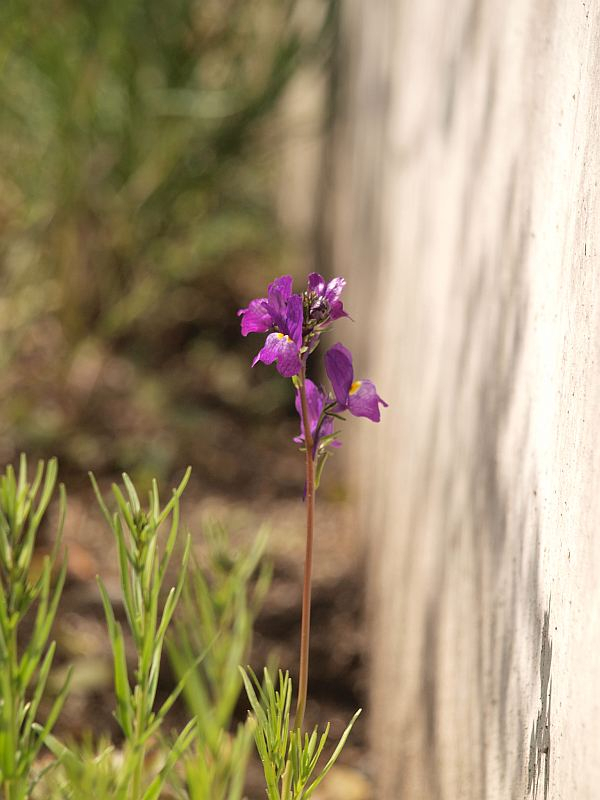 P3036334
