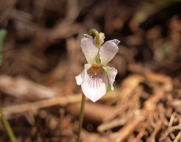 P3167261aoisumire_kouti