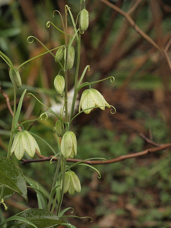 P3187522