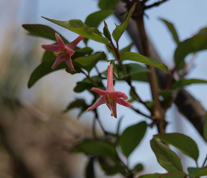 P3238276uguisukagura