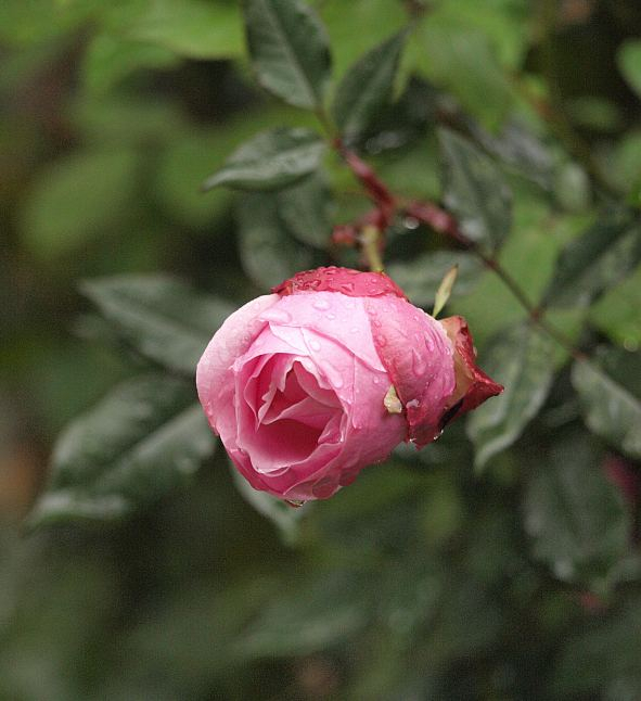 P3278564