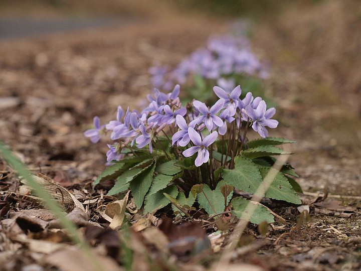 P3258363_2 P3258363_2