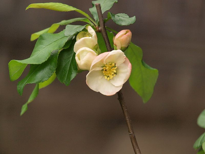 P3298786
