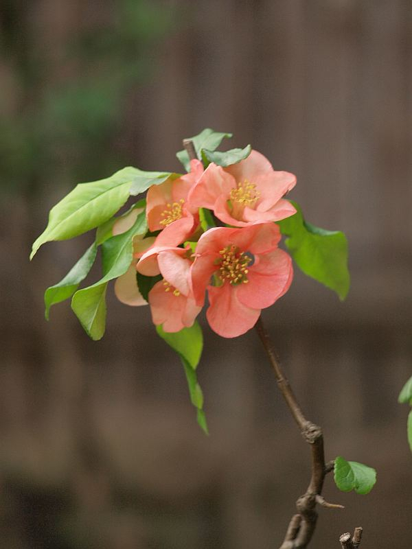 P4039285