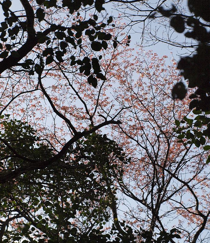 P4039371miageru_yamazkura