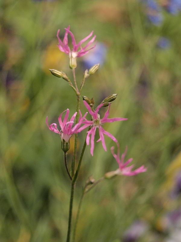P4110016
