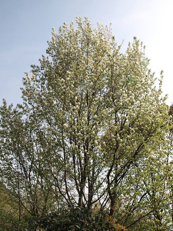 山好き、花好き : 海辺の山のザイフリボクと桜