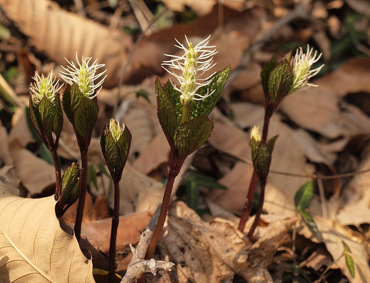 P4099762kibihitorisizuka_1