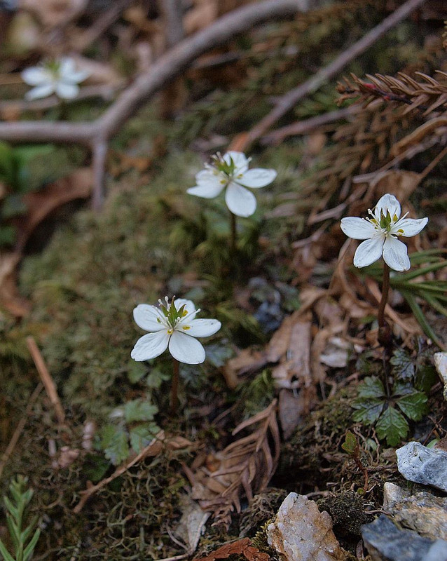 山好き、花好き : 念願の工石山へ、その4、シコクバイカオウレン