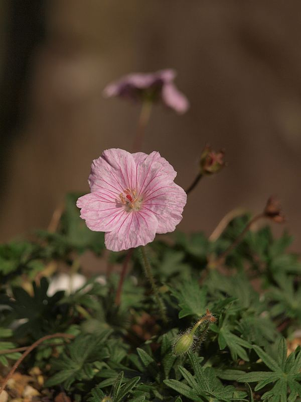 P4181048