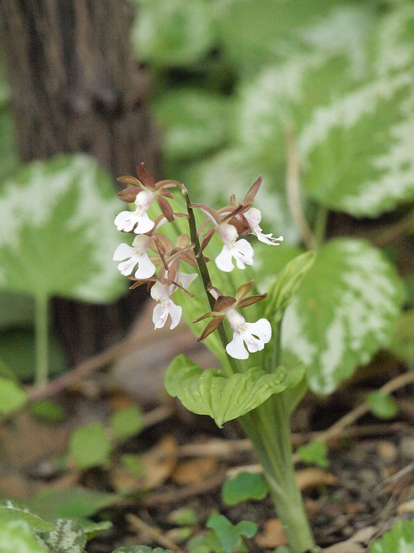 P4181078