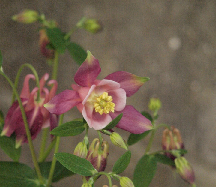 P4181095