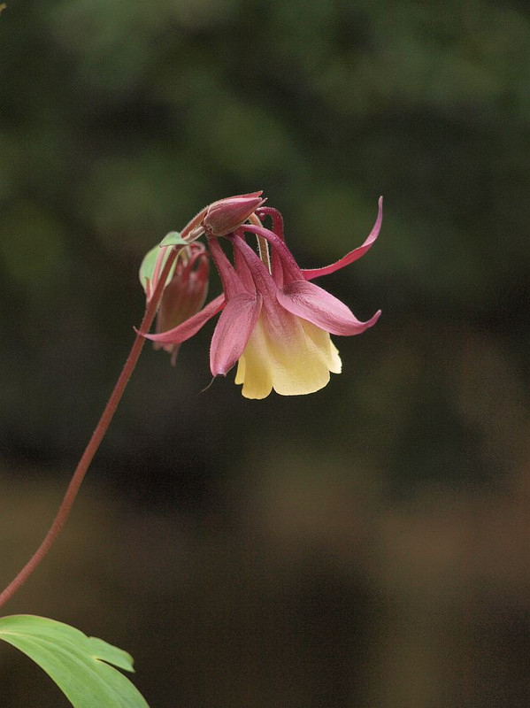 P4231394