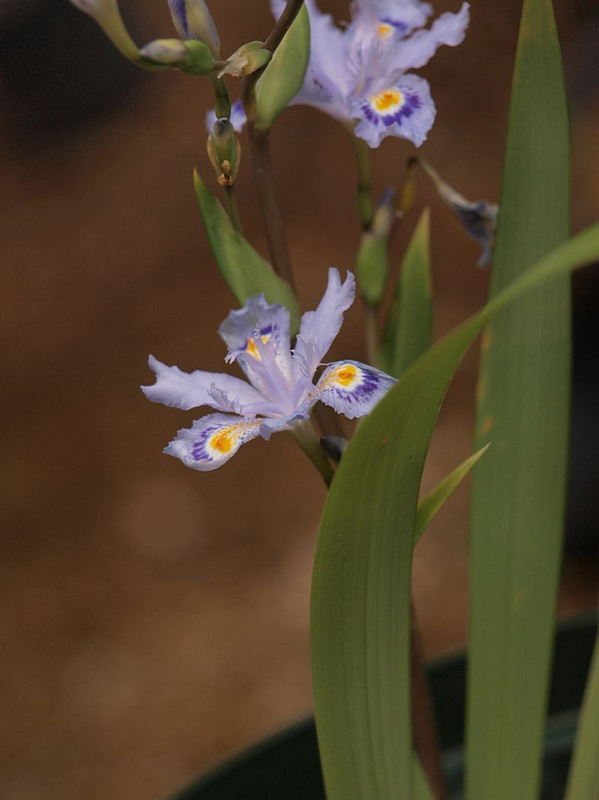 P4231398