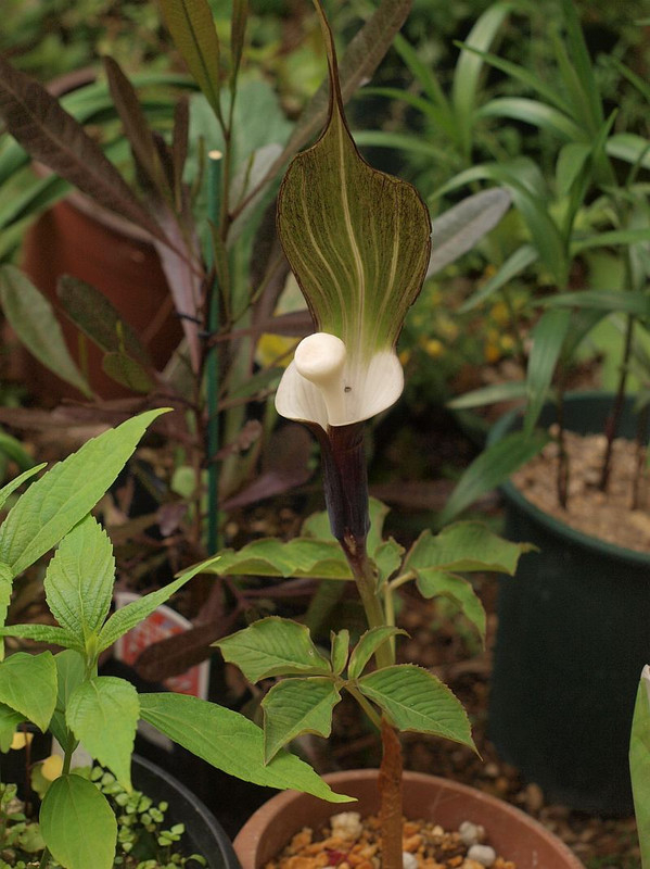 P4231402