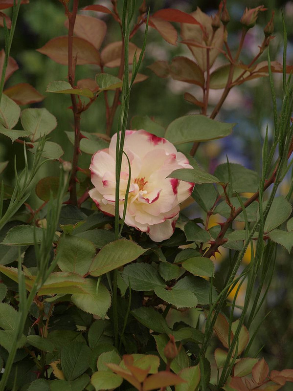 P4231417