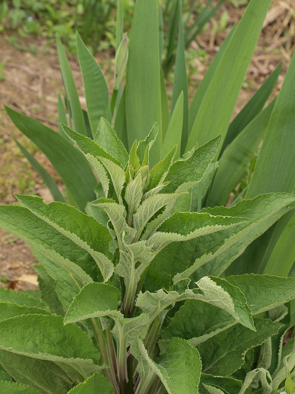 P4231425