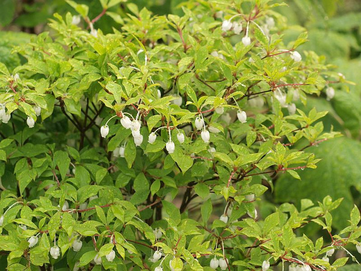 P4241437