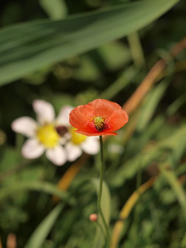 P4261520