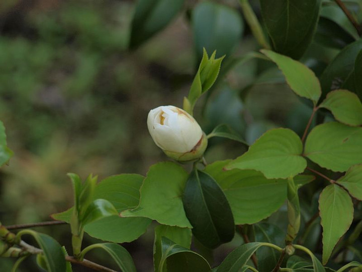 P4261523