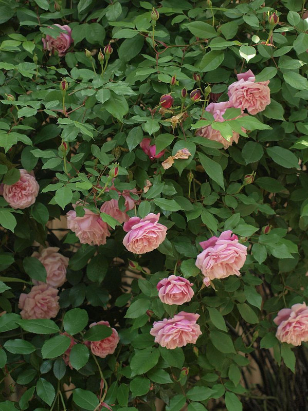 P4261530