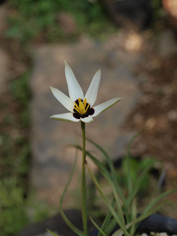 P4261532