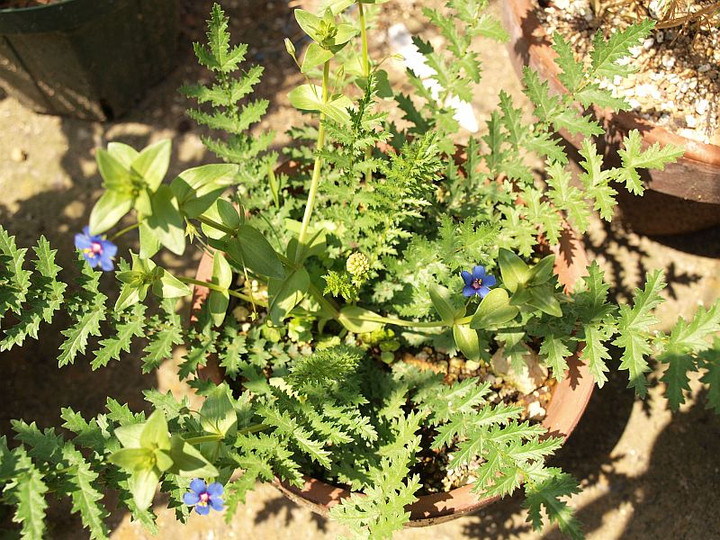 P4261534