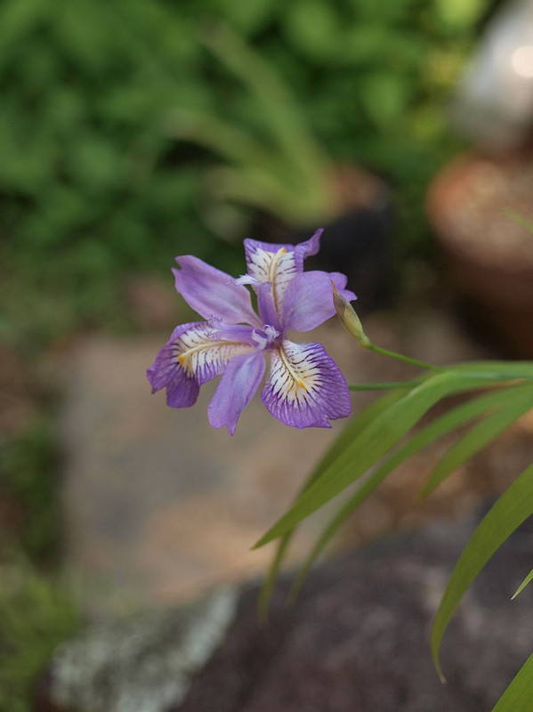 P4261538